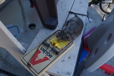 rodent trapping