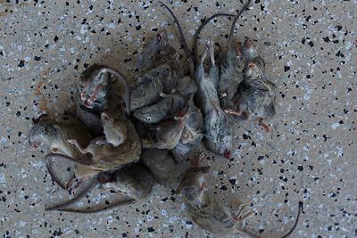 rodent trapping